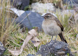 Streak-throated Canastero