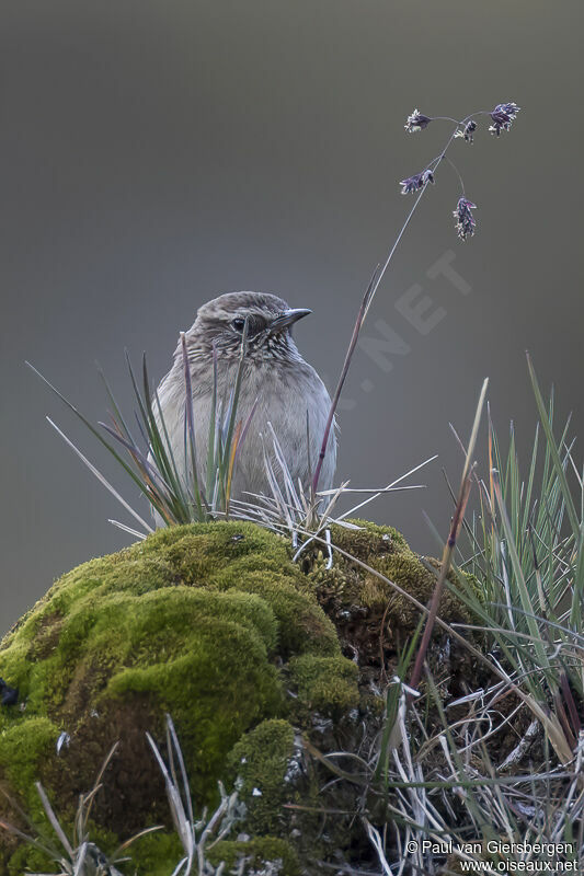 Streak-throated Canasteroadult