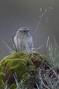 Streak-throated Canastero