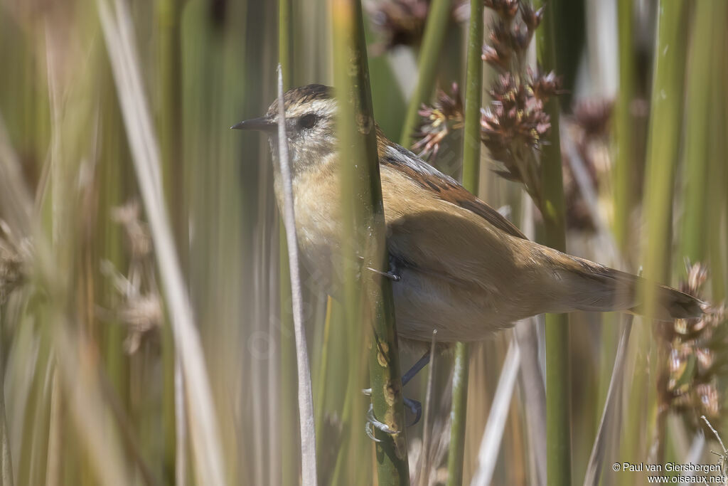 Wren-like Rushbirdadult