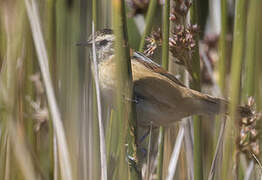 Wren-like Rushbird