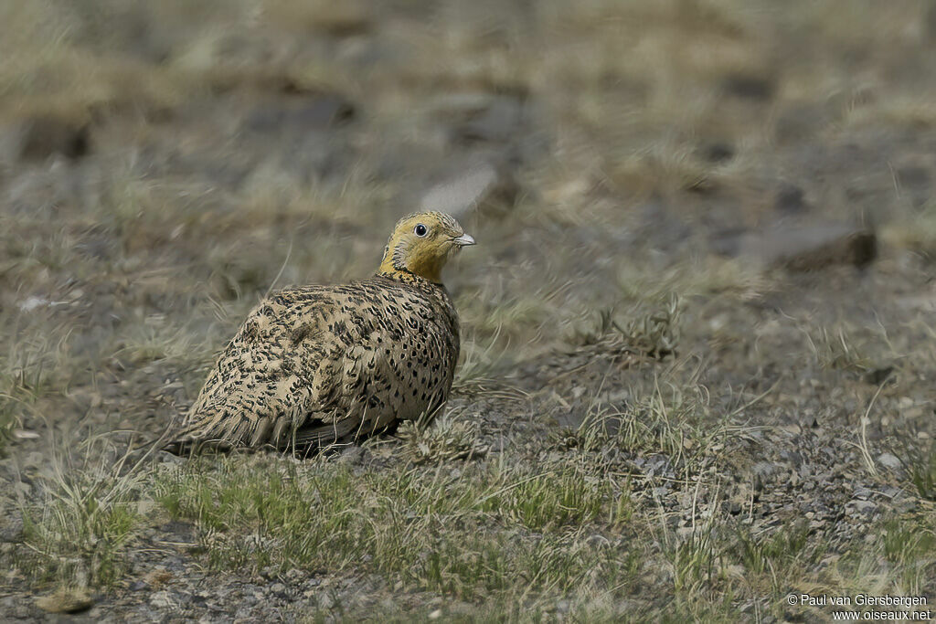 Pallas's Sandgrouse female adult