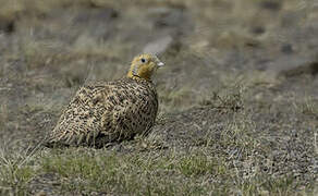 Pallas's Sandgrouse