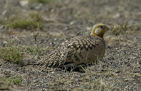 Pallas's Sandgrouse