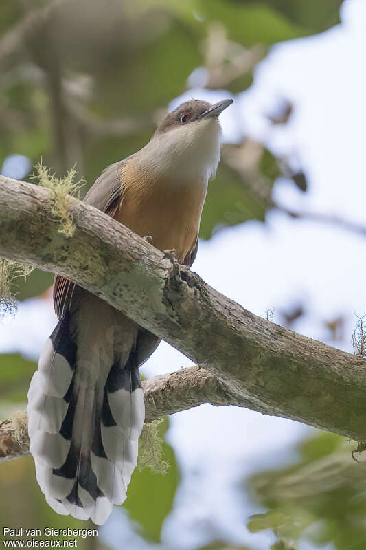 Tacco de la Jamaïqueadulte, identification