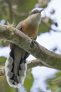 Jamaican Lizard Cuckoo