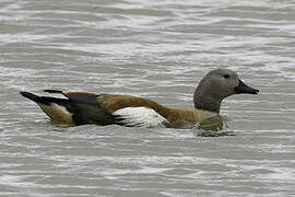 South African Shelduck