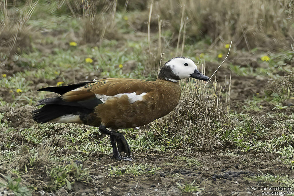 South African Shelduck female adult