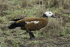 South African Shelduck