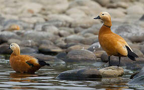 Ruddy Shelduck