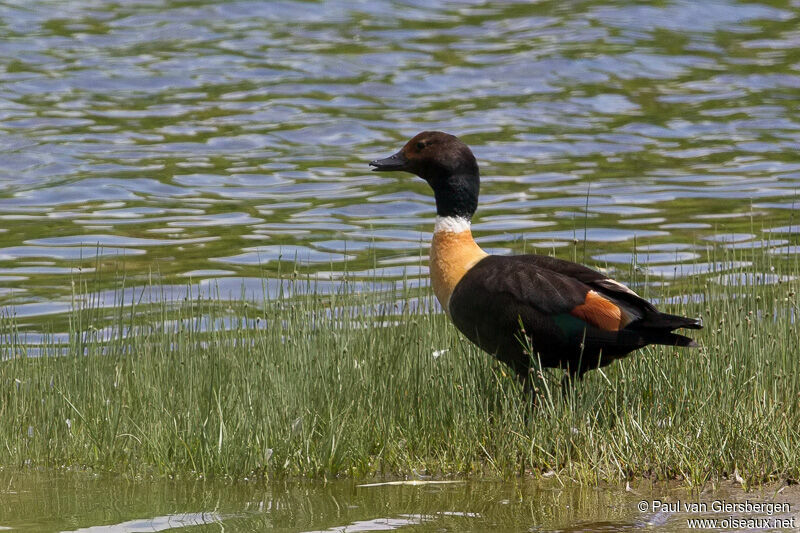 Australian Shelduck