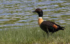 Australian Shelduck