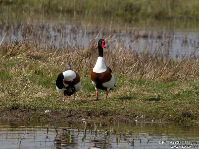 Common Shelduck