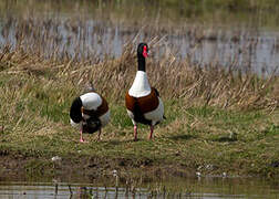 Common Shelduck