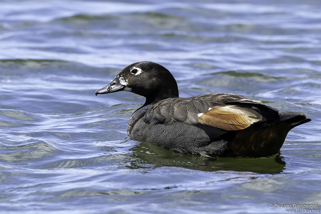 Paradise Shelduck male adult