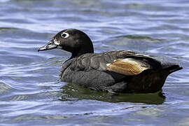 Paradise Shelduck