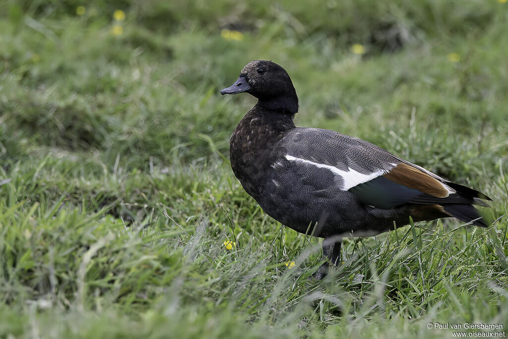 Paradise Shelduck male adult