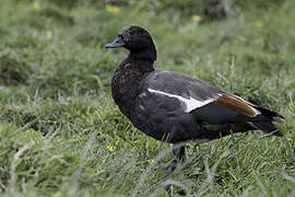 Paradise Shelduck