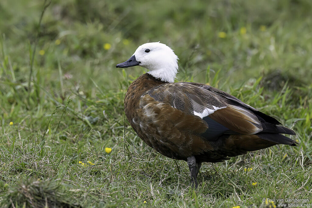 Paradise Shelduck female adult