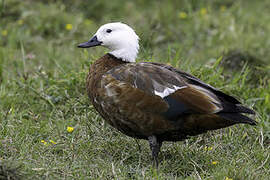 Paradise Shelduck