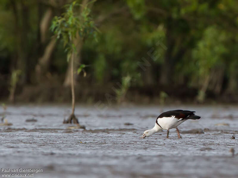 Tadorne radjahadulte, habitat, mange