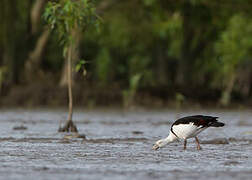 Raja Shelduck