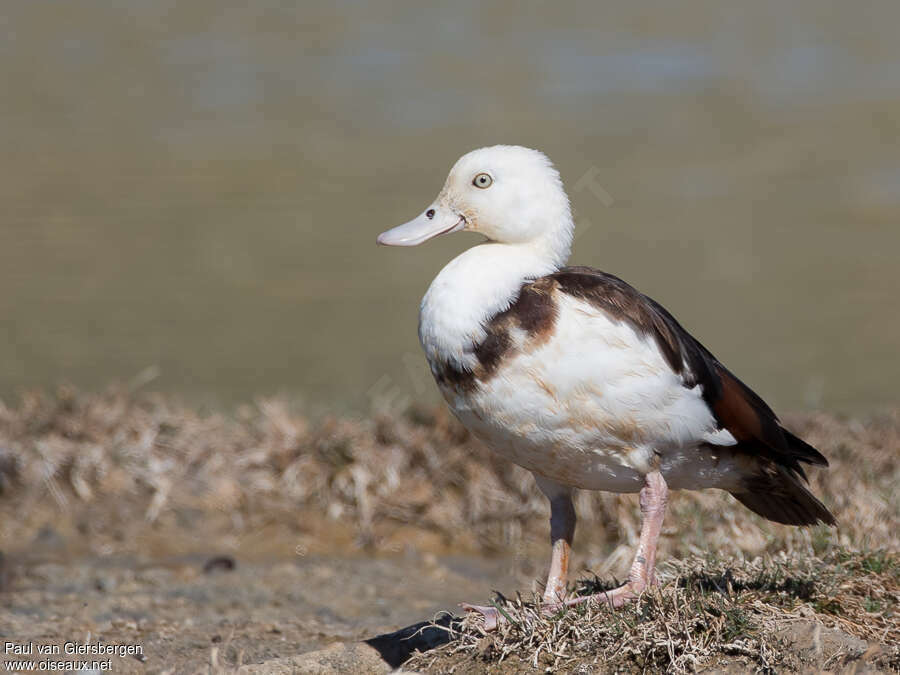 Tadorne radjahimmature