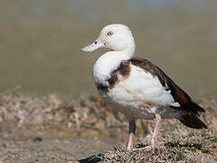 Radjah Shelduck