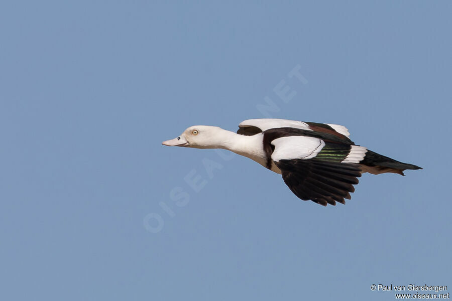 Radjah Shelduckadult