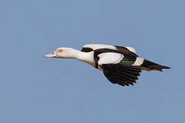 Radjah Shelduck