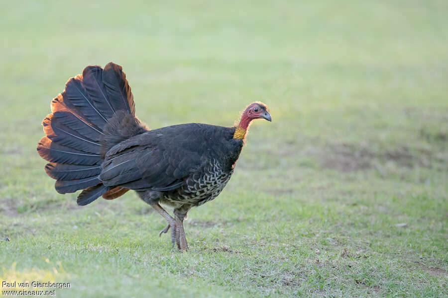 Australian Brushturkey female adult