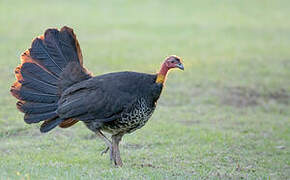 Australian Brushturkey