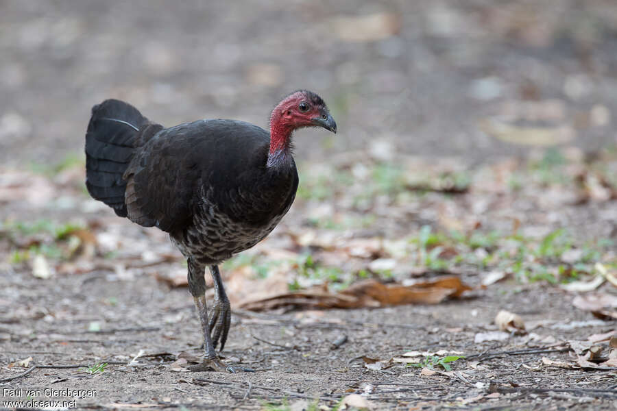 Australian Brushturkey female adult