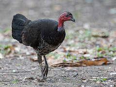 Australian Brushturkey