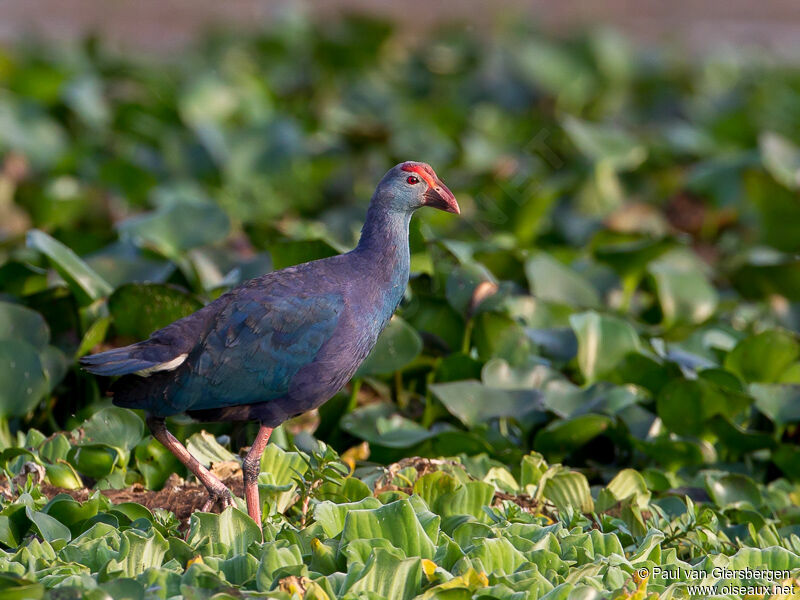 Grey-headed Swamphen