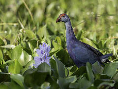 Grey-headed Swamphen