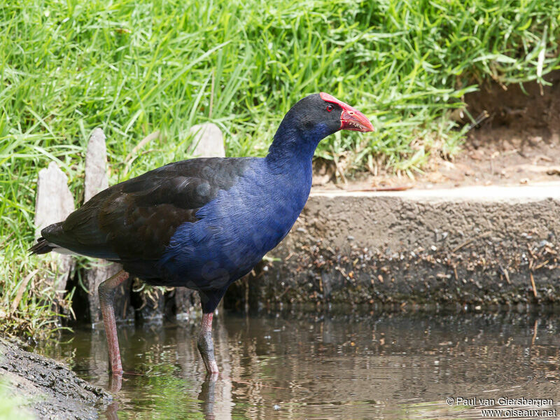 Australasian Swamphen