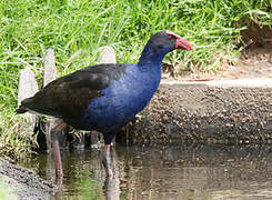 Australasian Swamphen