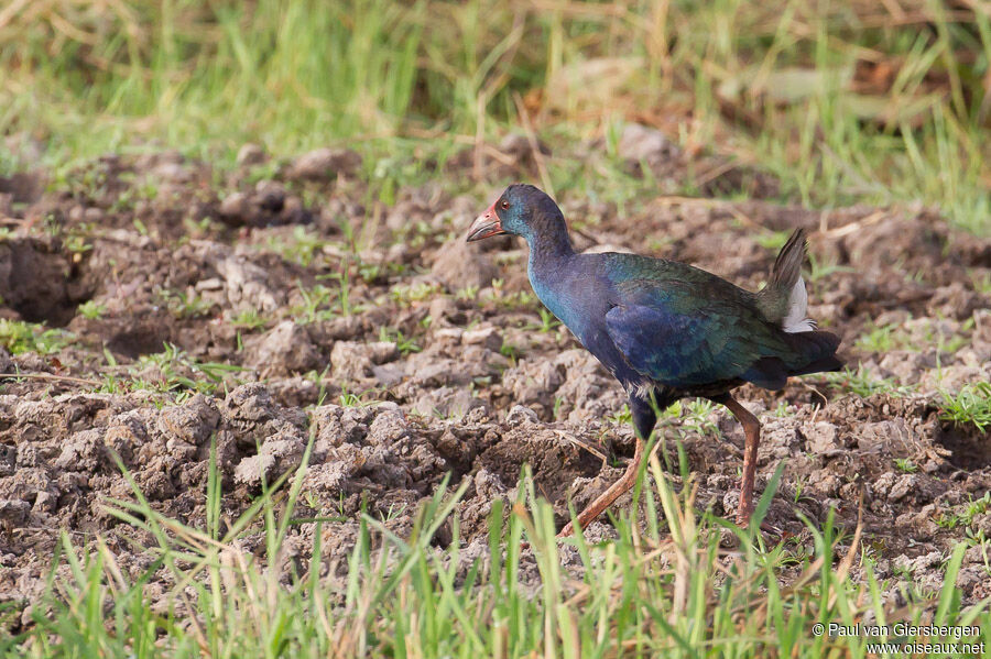 African Swamphen