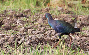 African Swamphen