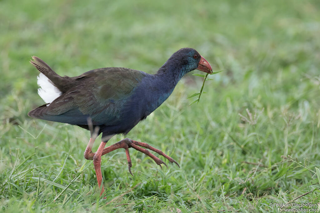 African Swamphenadult