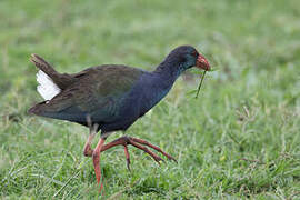 African Swamphen