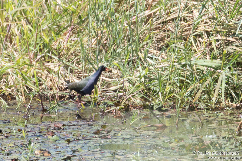 Allen's Gallinule