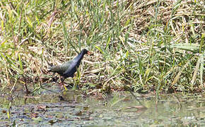 Allen's Gallinule