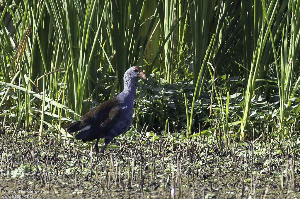 Philippine Swamphenadult