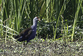 Philippine Swamphen