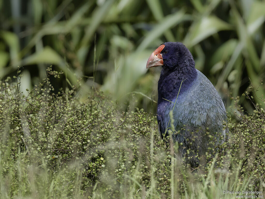 South Island Takaheadult