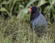 South Island Takahe