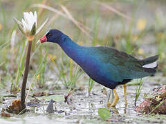 Purple Gallinule