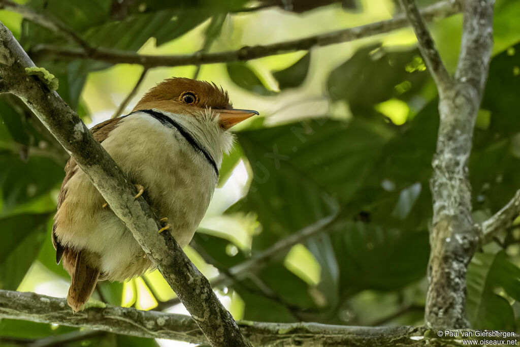 Collared Puffbirdadult
